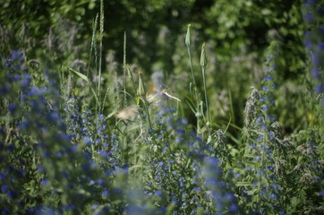 grass in the forest