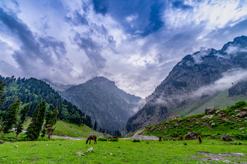 Wild horses pasturing in beautiful mountain view Kashmir state, India