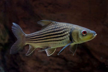 Striped barb (Probarbus jullieni) native fish in Thailand