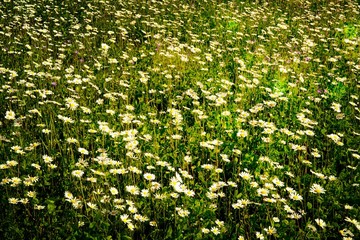 Beautiful summer flower meadow with white flowers,Daisy flowers. Symphyotrichum ericoides (syn....
