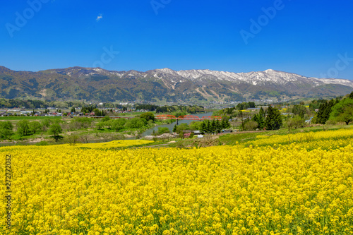 一面に咲く菜の花畑 日本の長野県飯山市 Wall Mural Wallpaper Murals Omune