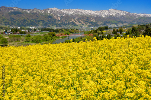 一面に咲く菜の花畑 日本の長野県飯山市 Wall Mural Wallpaper Murals Omune 一面に咲く菜の花畑 日本の長野県飯山市 Wall Mural Wallpaper Murals Omune