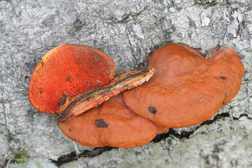 Pycnoporus cinnabarinus, known as the cinnabar polypore