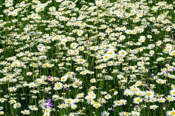 Beautiful summer flower meadow with white flowers,Daisy flowers. Symphyotrichum ericoides (syn....