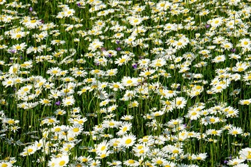 Beautiful summer flower meadow with white flowers,Daisy flowers. Symphyotrichum ericoides (syn....