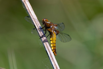 Broad Bodied Chaser Dragonfly at rest on stalk in the summer sunshine, Cornwall, UK