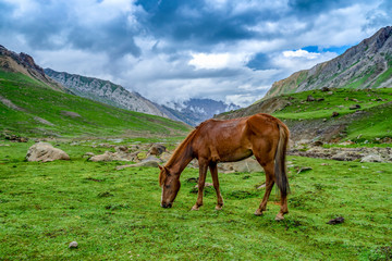 Fototapeta na wymiar Wild horse pasturing in beautiful mountain view Kashmir state, India