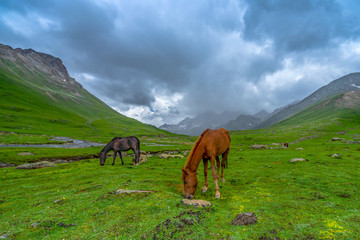 Obraz premium Wild horses pasturing in beautiful mountain view Kashmir state, India