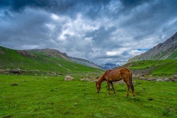 Wild horse pasturing in beautiful mountain view Kashmir state, India