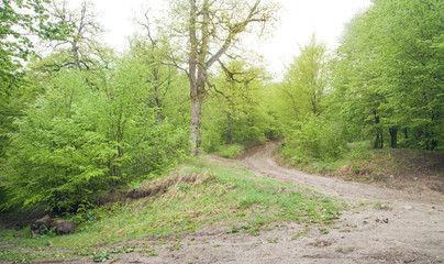 Fototapeta na wymiar Beautiful view. The road in the spring forest