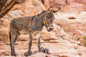 highland donkey animal portrait on a leash in dry mountains wilderness Middle East Arabic desert environment 
