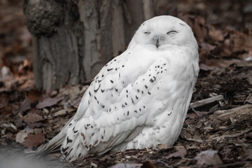 beautiful portrait of snowy owl