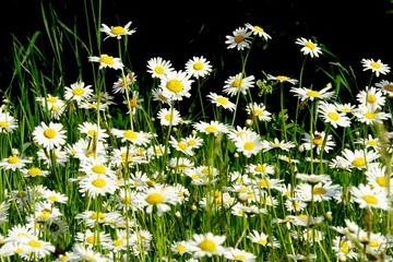 Beautiful summer flower meadow with white flowers,Daisy flowers. Symphyotrichum ericoides (syn....