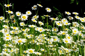 Beautiful summer flower meadow with white flowers,Daisy flowers. Symphyotrichum ericoides (syn....