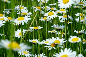 Beautiful summer flower meadow with white flowers,Daisy flowers. Symphyotrichum ericoides (syn....