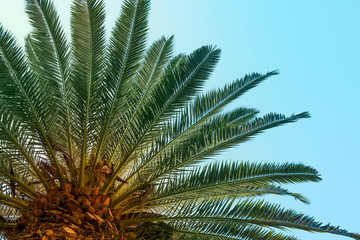 Tropical palm tree, bottom view