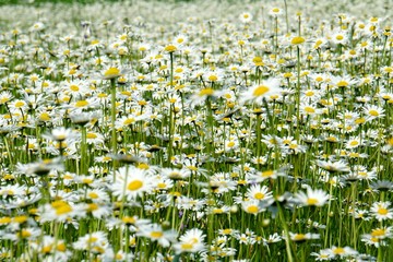 Beautiful summer flower meadow with white flowers,Daisy flowers. Symphyotrichum ericoides (syn....
