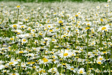 Beautiful summer flower meadow with white flowers,Daisy flowers. Symphyotrichum ericoides (syn....