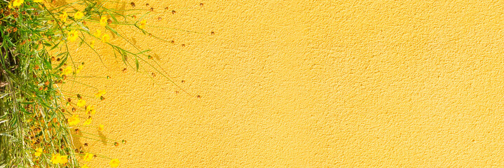 Climbing plant on a yellow plastered wall, empty wide space. Concept background