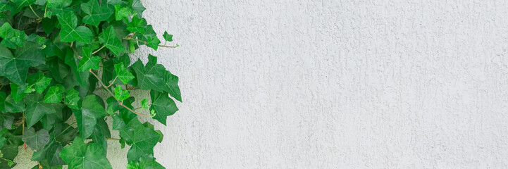 A green climbing plant on a plastered wall, an empty wide space. Concept background