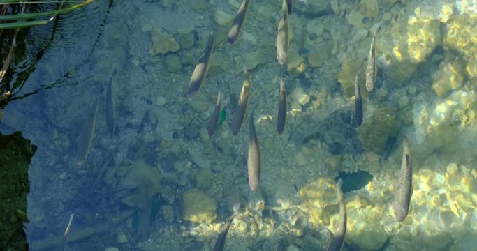 School of European chub fish (Squalius cephalus) swimming against the current, in clear waters, at Plitvice Lakes National Park, Croatia. Fixed angle, 4K DCI, 200 Mbps.