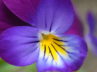 Beautiful bright purple little violet flowers. Copy space, selective focus.