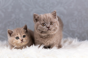 Zwei niedliche BKH Geschwister Kater und Katze - Kitten