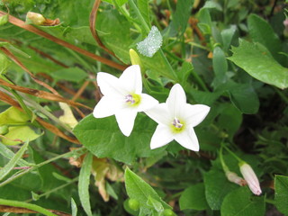 White flowers of field bindweed on a background of green grass