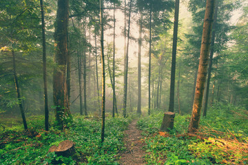 Path through the fir forest, natural outdoor background