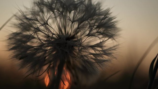 Sunrise time lapse through the fluffy head of a Tragopogon flower (Goatsbeard, Salsify)