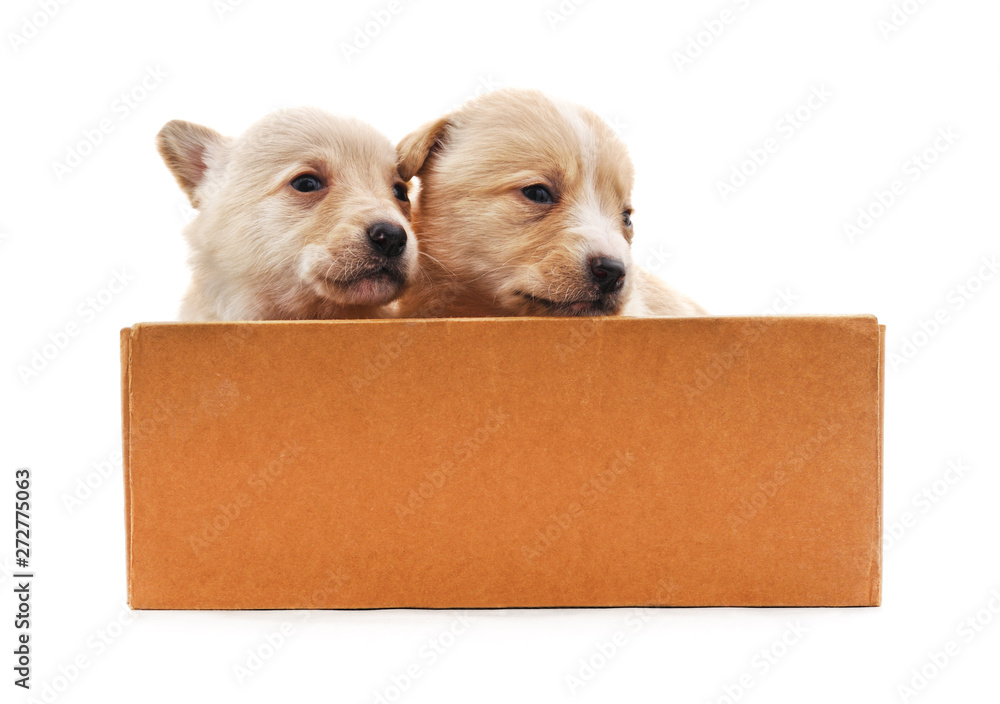 Wall mural Puppies in the box.