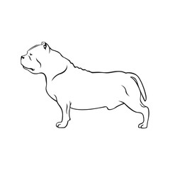 American bully dog. Dog breed American bully isolated on white background. 