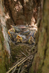 Baby birds in a nest on a tree close-up