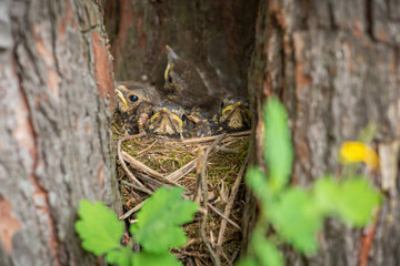 Baby birds in a nest on tree close-up