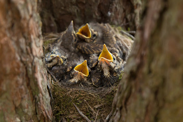 Hungry Chicks, baby birds with open beaks in the nest