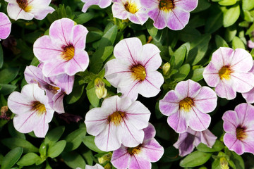 Zauberglöckchen, Calibrachoa parviflora 