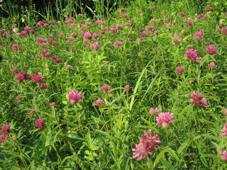 pink clover flowers in the meadow on a background of green grass