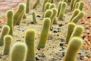close up cactus in sand and stone