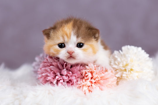 Katzenbaby mit Blumen - Miau