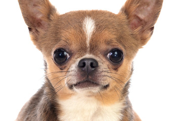 Funny brown Chihuahua with big ears