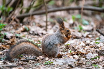 Squirrel eats nut chewing food