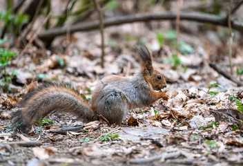 Squirrel eats nut chewing food