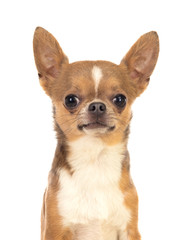 Obraz premium Funny brown Chihuahua with big ears
