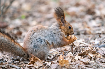 Naklejka na ściany i meble Squirrel eats nut chewing food