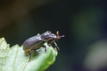 A large black beetle on a green leaf. Macro photography of insects, copy space, selective focus.