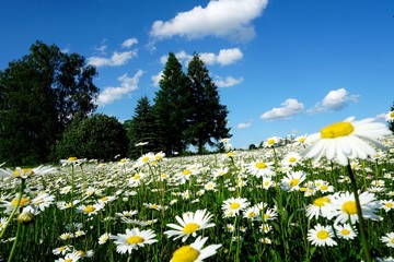 Beautiful summer flower meadow with white flowers,Daisy flowers on blue sky. Symphyotrichum...