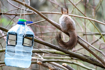 Beautiful fluffy squirrel eats feed from the feeders