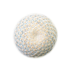 round beautiful cactus top down view in isolated white background