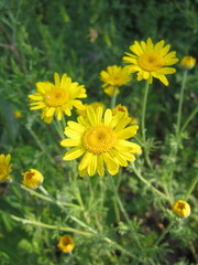 Yellow delicate petals chamomile dye