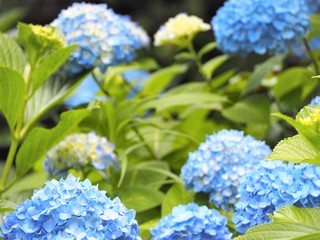 晴れた日のアジサイの花　初夏